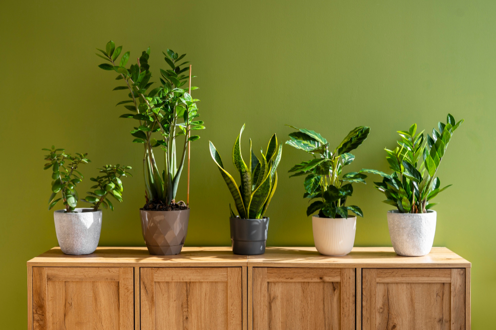 Best Low-Maintenance Indoor Plants for Small Apartments in 2026