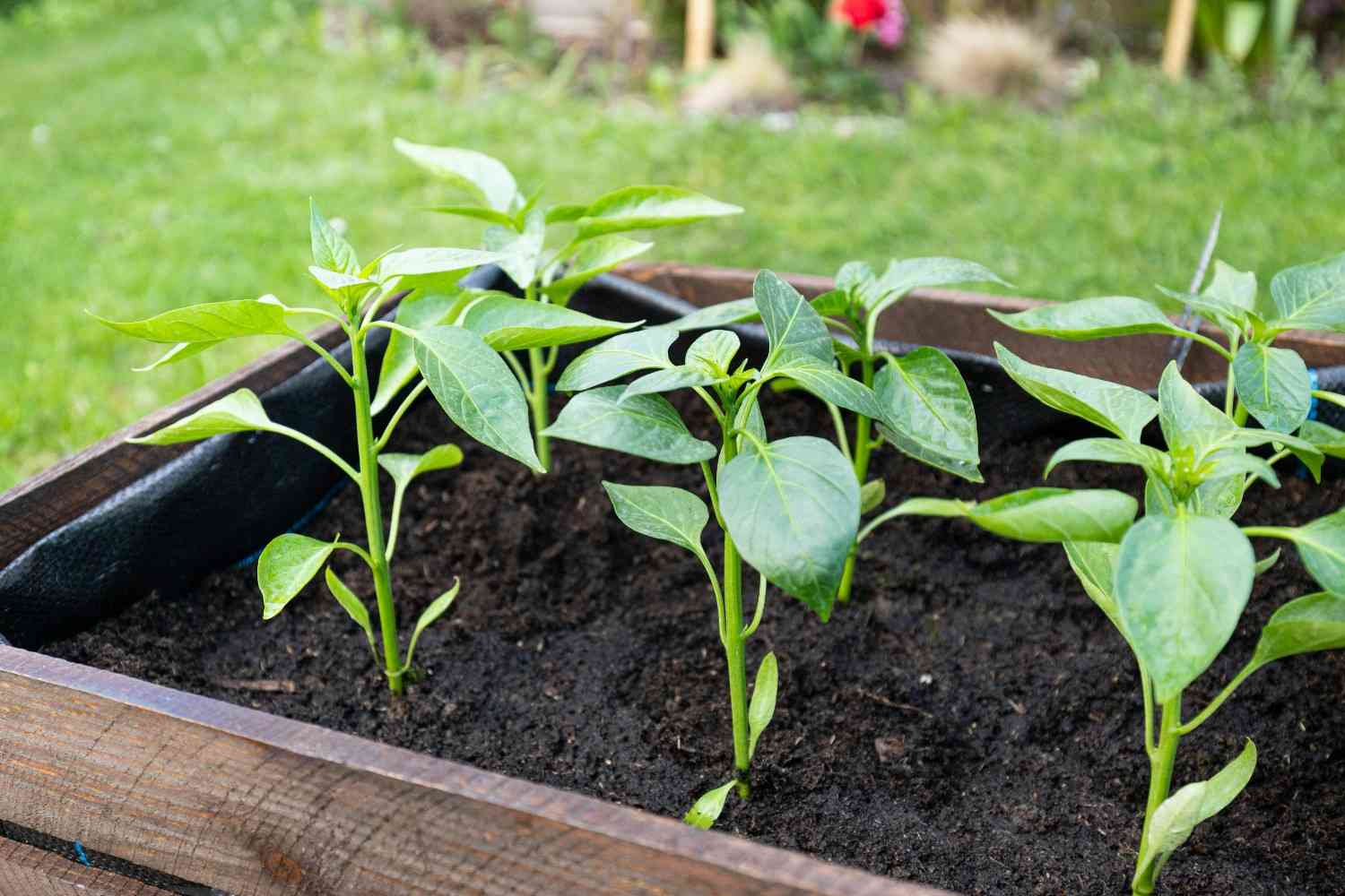 Raised Garden Bed Setup