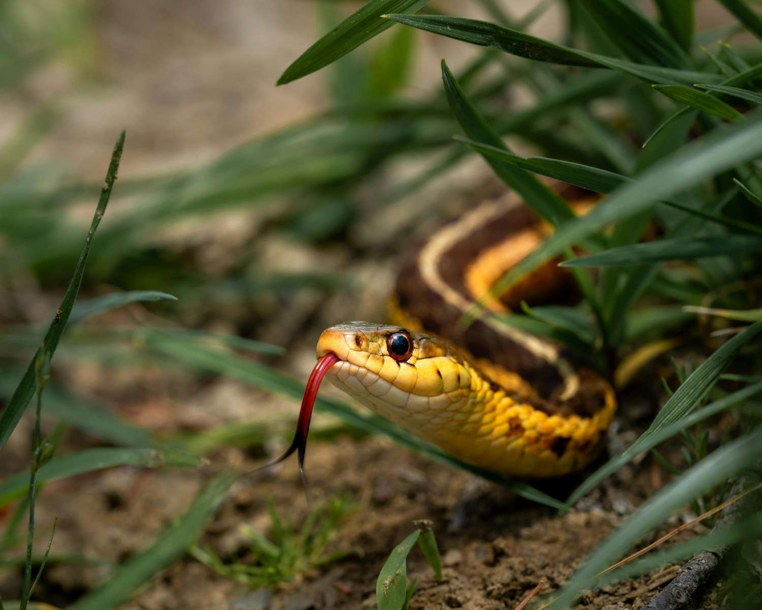 garden snake