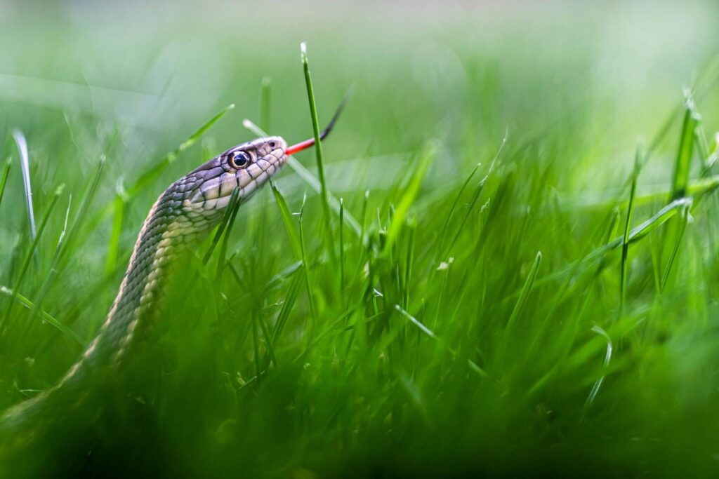garden snake