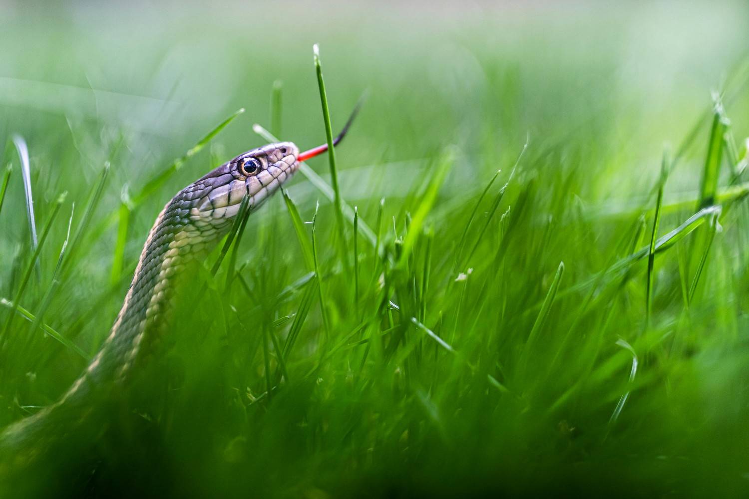  harmless garden snakes
