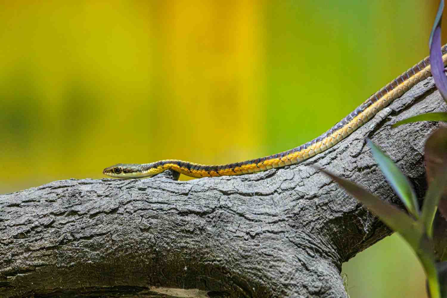 garden snake in USA