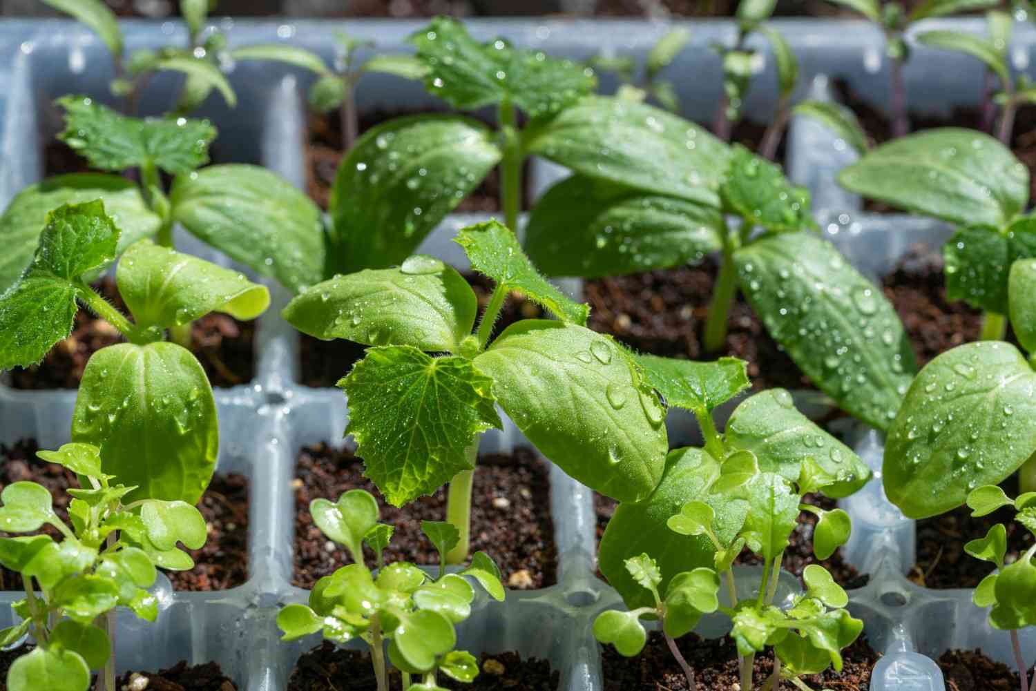 what to plant in May
