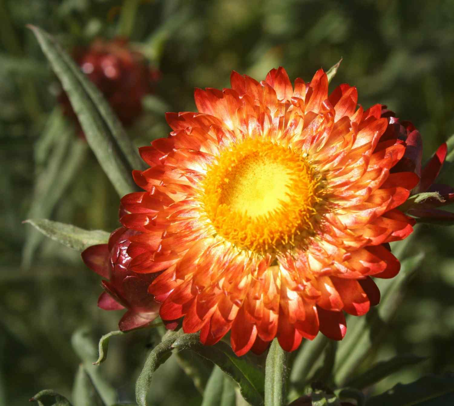  May gardening plants