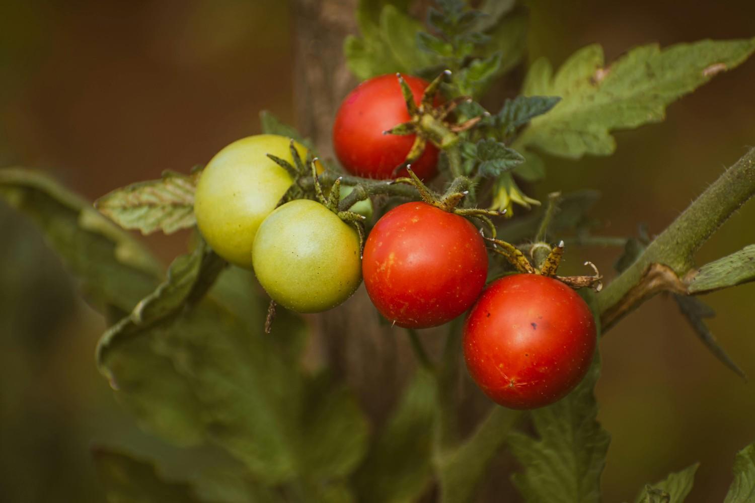 what to plant in May