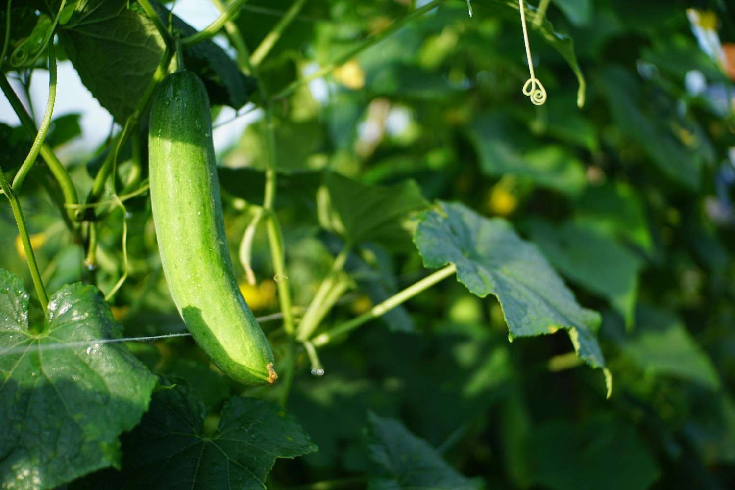 May gardening plants