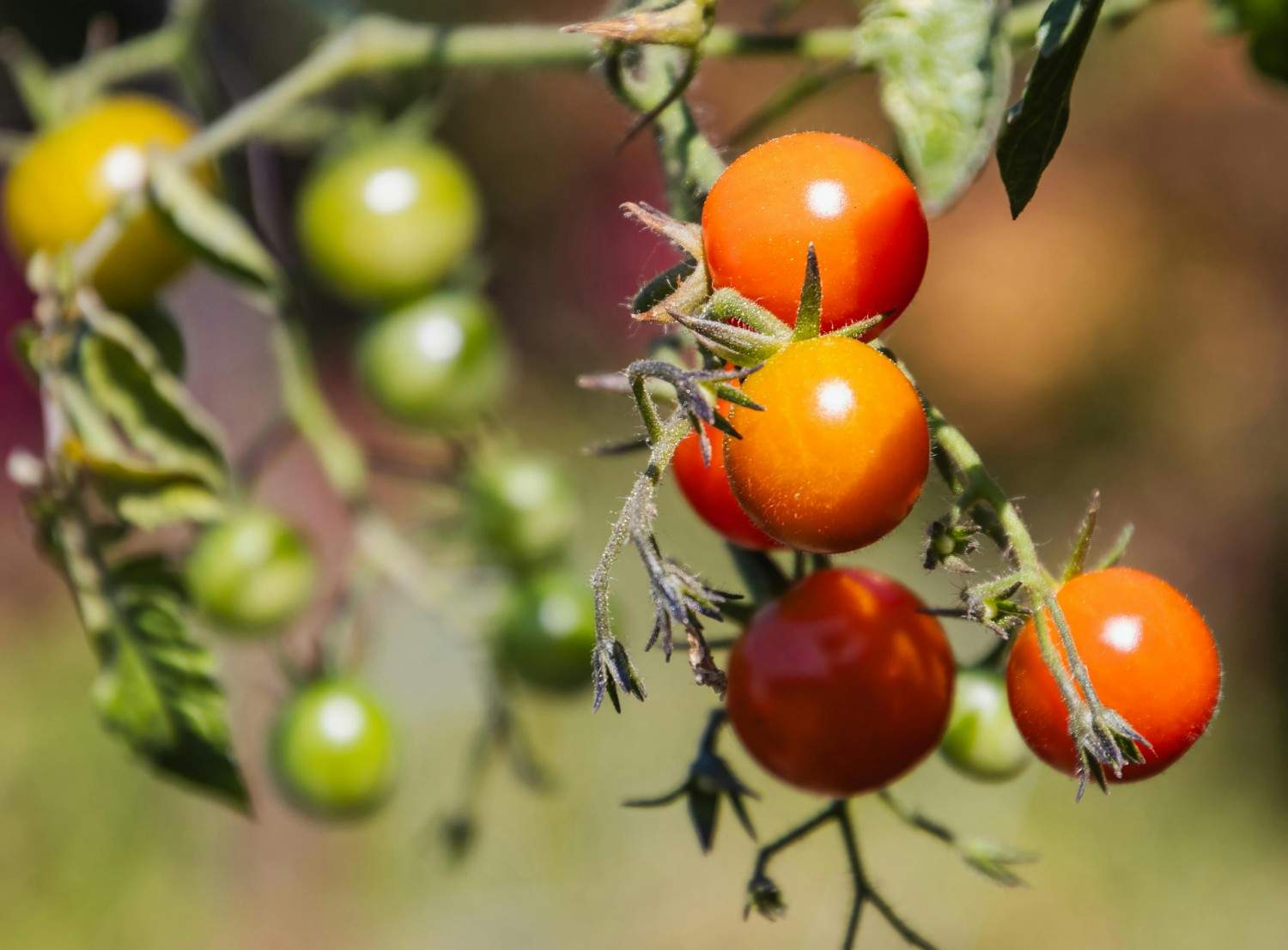 what to plant in May