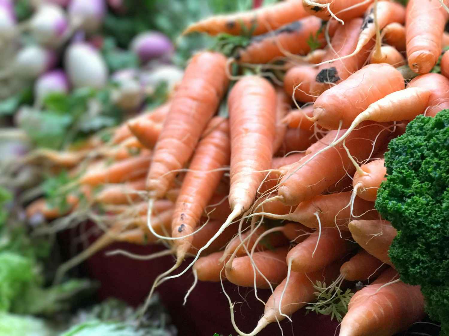 Best Vegetables to Grow in Small Backyard Gardens for Fresh Home Harvests
