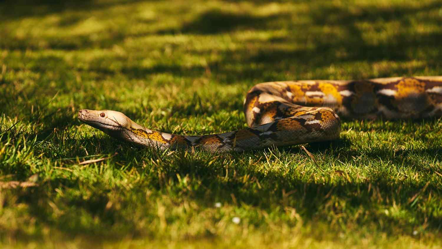  harmless garden snakes