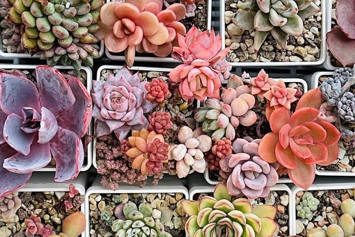 waterwise plants